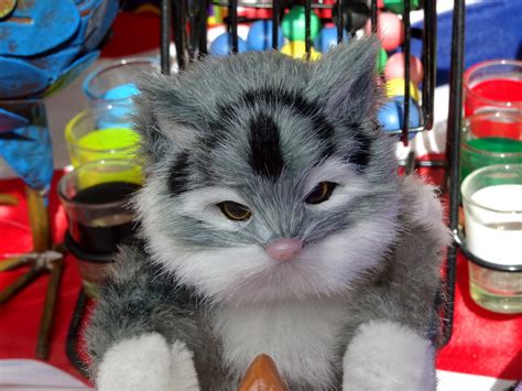 cute soft toy kitten  stock photo public domain pictures