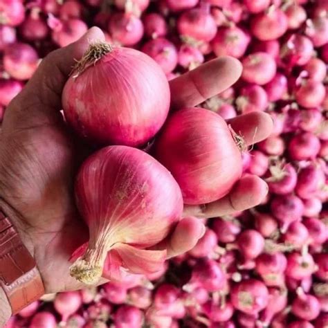 Maharashtra 50 Kg Fresh Red Onion A Grade Onion Size 60 Mm At Rs 23