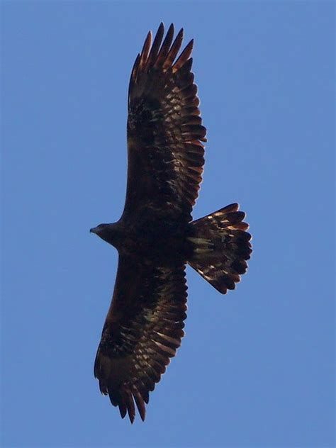 Steinadler Aquila Chrysaetos Steinadler Aquila Chry Flickr