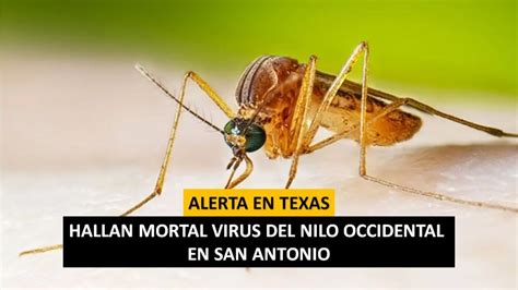 Hallan En Texas El Mortal Virus Del Nilo Occidental Estos Son Los