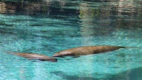 The Best Place to See Manatees on Florida’s Nature Coast Year-round
