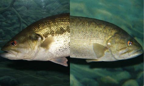 Largemouth Bass Vs Smallmouth Bass Main Differences