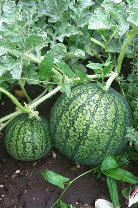 How To Grow Watermelon Detailed Instructions Growfully