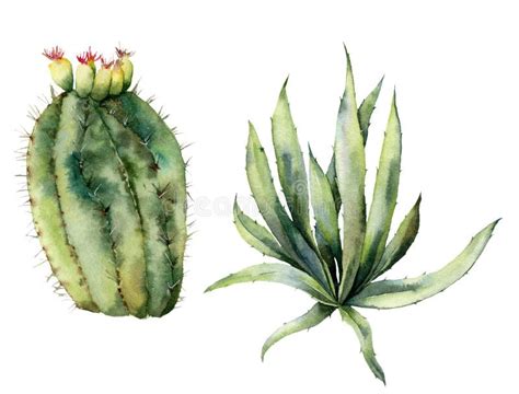 Insieme Messicano Dei Cactus Dell Acquerello Raccolta Floreale Dipinta