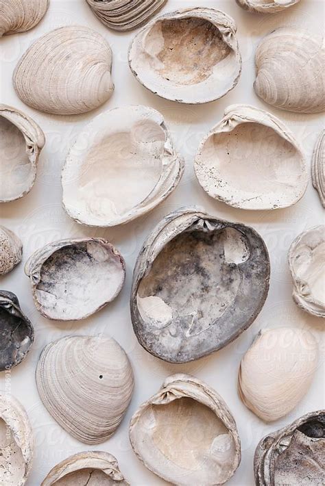 Underside Of A Collection Of Clam Shells By Kelly Knox Clam Seashell