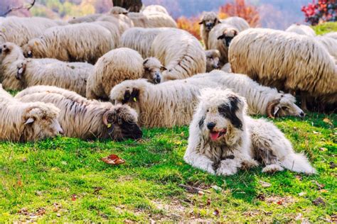 Los Perros Guardan Las Ovejas En El Pasto De La Montaña Foto de archivo