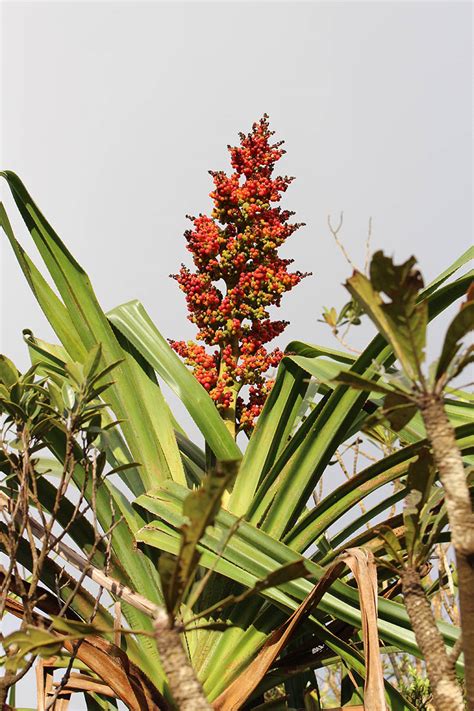 Sararanga Philippinensis Pandanaceae Image At Phytoimages Siu Edu