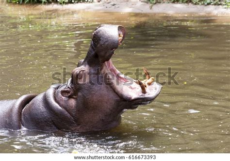 Hippopotamuses Showing Huge Jaw Teeth Hippopotamus Stock Photo ...