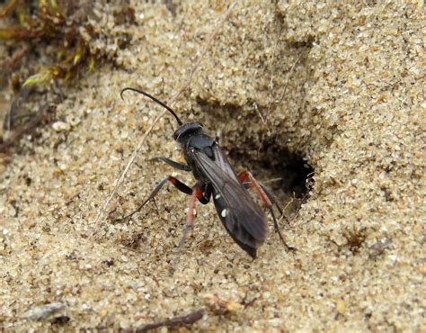 Episyron Rufipes Female Holme Dunes Norfolk A Flickr