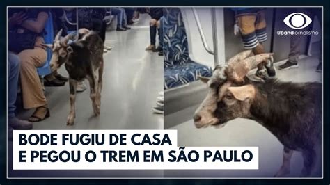 Conhe A Fuma A O Bode Flagrado Trafegando Em Trem De Sp Jornal Da