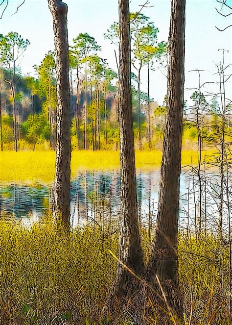 Okefenokee Swamp Poster Picture Metal Print Paint By Aaron Design