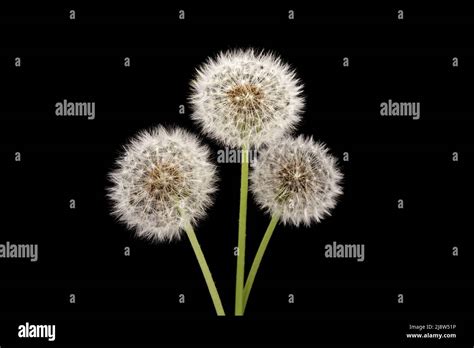 Dandelion with seeds against a black background Stock Photo - Alamy