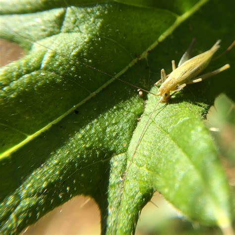 Prairie cricket 1 – Mount Pisgah Arboretum