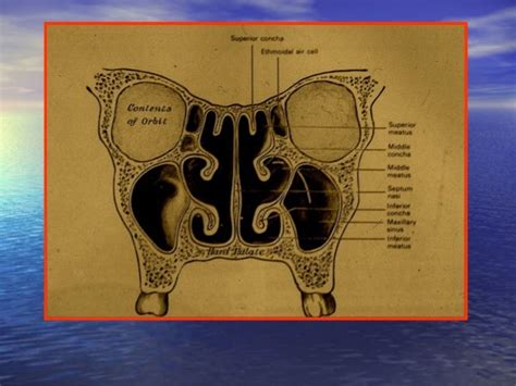 Maxillary Sinus