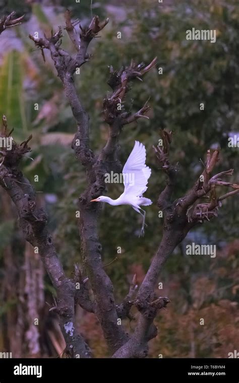 The White Egret flying Stock Photo - Alamy