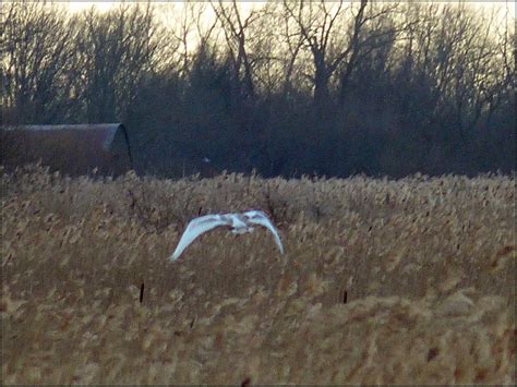 Wild And Wonderful Rspb Lakenheath Fen Crane Sighting