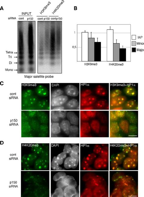 Alteration Of Epigenetic Marking At Pericentric Heterochromatin In