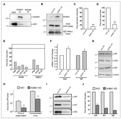 Viruses Free Full Text Global Interactomics Connect Nuclear Mitotic