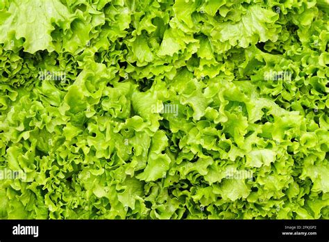 Pile Of Lettuce Hi Res Stock Photography And Images Alamy