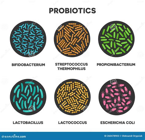 Probiotics In A Circle Microscopic Probiotics Bifidobacterium