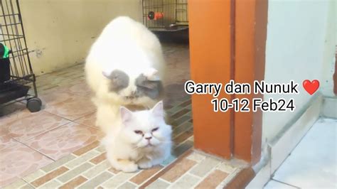 Jasa Pacak Kucing Malang Garry Dan Nunuk 10 12Feb24 YouTube