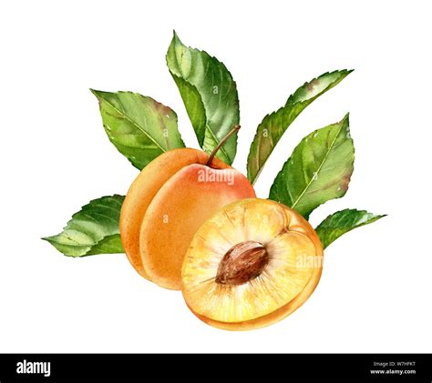 Apricot Clip Art