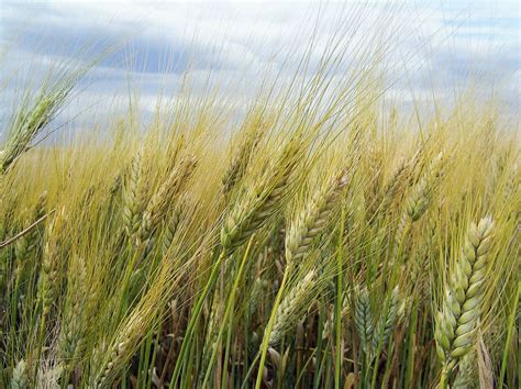 Grano Duro Seminato Su Sodo Quali Varietà Scegliere Linformatore