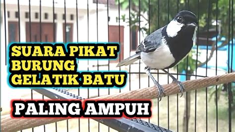 Suara Burung Gelatik Batu Gacor Paling Ampuh Buat Pikat Di Alam YouTube