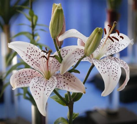 White Lily Free Stock Photo - Public Domain Pictures