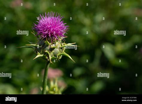 Variegated Thistle Hi Res Stock Photography And Images Alamy