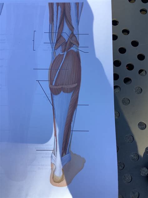 Superficial Muscles Of The Posterior Right Leg Diagram Quizlet