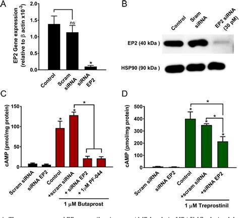 Figure From Prostanoid Ep Receptors Are Up Regulated In Human