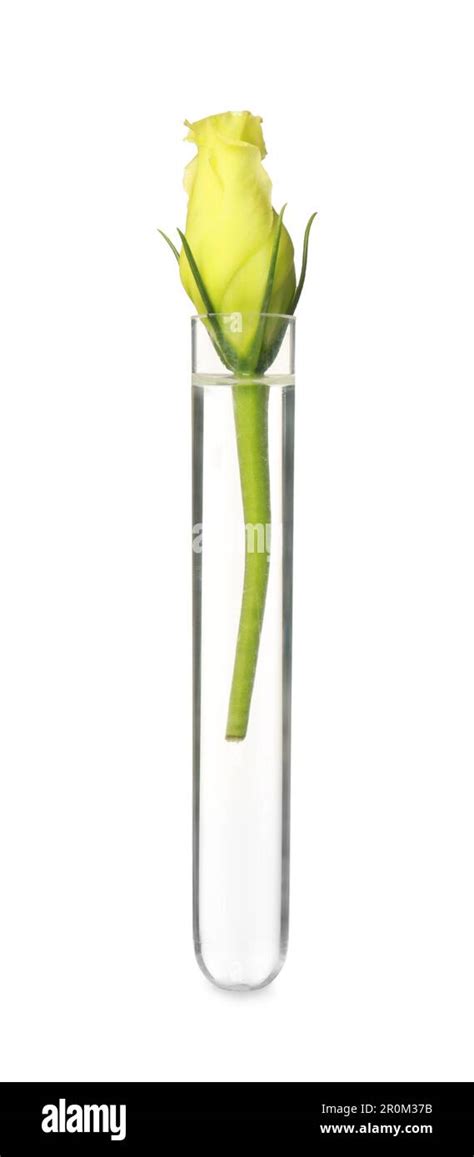 Rose Flower In Test Tube On White Background Stock Photo Alamy