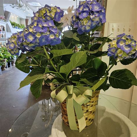 Hydrangea Plant Flower Delivery Mobile AL - Cleveland the Florist