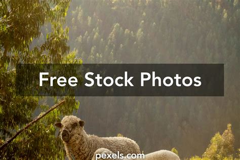 Lamb Wallpapers Photos, Download The BEST Free Lamb Wallpapers Stock ...