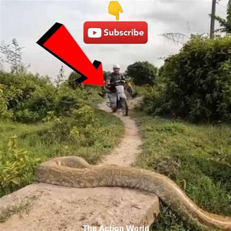 😱omg इस लड़के को खाने आया एक बहुत ही बड़ा अजगर🐍 फिर जो हुआ 😱😱