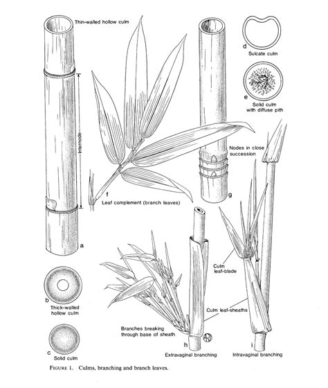 Bamboo Identification Made Easy: A Step By Step Guide