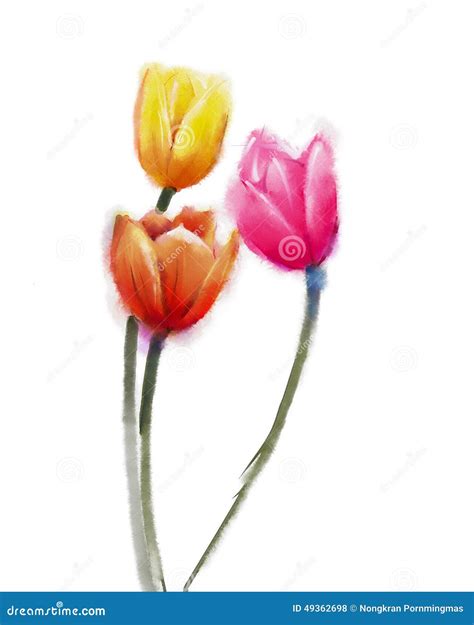 Tulips Flowers Watercolor Painting Stock Illustration Illustration