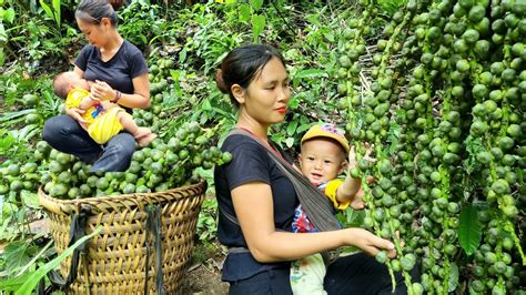 Single Mom Harvesting Natural Fruits For Sale Gardening And Growing