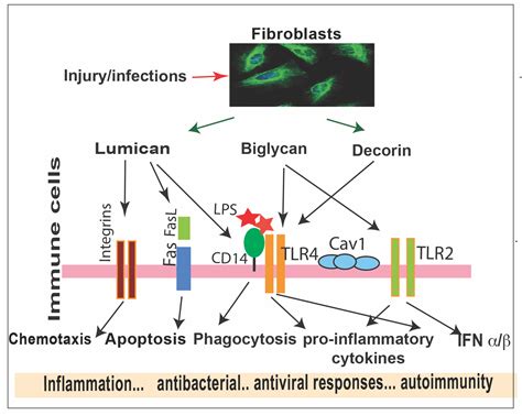 Extracellular Matrix Interactions With Immune Cells And Regulations Of