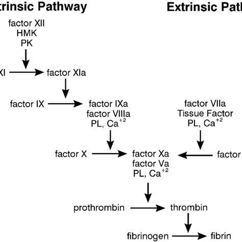 Pdf A Cell Based Model Of Hemostasis