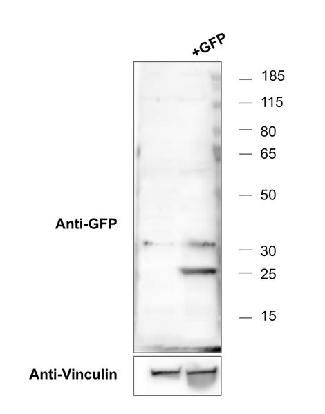 Addgene Antibody Anti Gfp N Chimeric