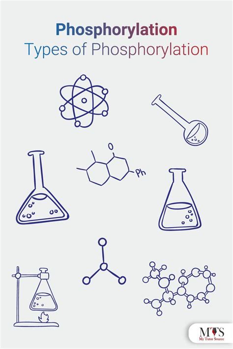 Phosphorylation and Types of Phosphorylation