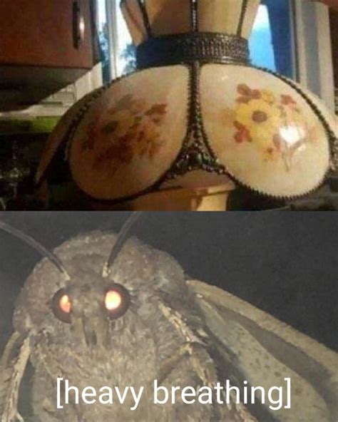 Moth And Lamp Stories | Funny memes, Funny pictures, Funny images