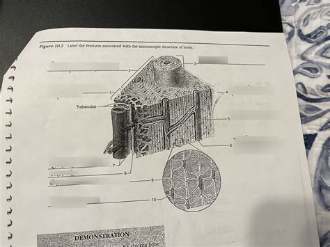 Aandp Microscopic Structure Of Bone Diagram Quizlet