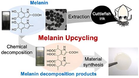 Melanin From Cuttlefish Ink Shows Promise As Sustainable Biomass Resource