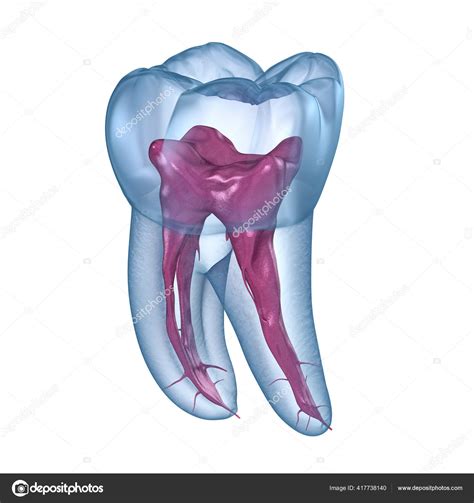 Dental Root Anatomy First Mandibular Molar Tooth Medically Accurate