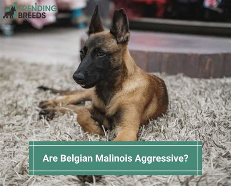 Are Belgian Malinois Aggressive? (2023)