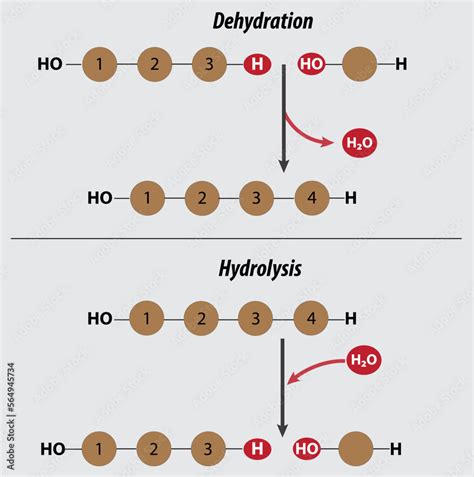 Stockvector Dehydration And Hydrolysis Reactions Mnemonic Vector