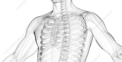 Male Ribcage And Spine Illustration Stock Image F038 5116